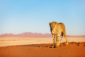 cheetah in dunes