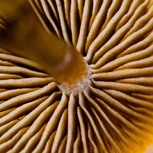 Full Frame Shot Of Mushroom