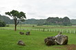 © Andrew - Green landscape with a tree in VInales