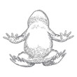 © desertsands - Forest Frog line illustration in grey.  Magic anuran or poison toad hand drawing. Witchcraft, voodoo magic attribute. Illustration for Halloween. Vector.