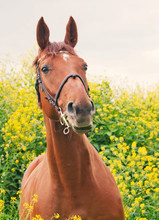 Close-Up Of Brown Horse Amidst Yellow Flowers Against Sky