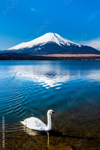 冬の富士山と白鳥のいる山中湖に映る逆さ富士 Stock Photo Adobe Stock 冬の富士山と白鳥のいる山中湖に映る逆さ富士 Stock Photo Adobe Stock