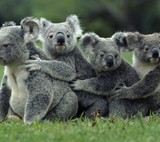 Koalas On Field
