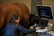 Equine Ultrasound Exam