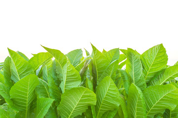 Wall Mural - Tobacco plant in the field at Sukhothai province, Northern of Thailand. Field of tobacco isolated on white background