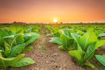 View of tobacco plant in the field at Sukhothai province, Northern of Thailand