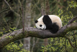 Giant panda, Ailuropoda melanoleuca, approximately 6-8 months old, resting on a tree branch high in the forest canopy.