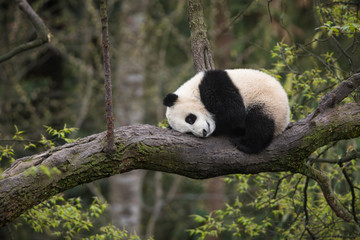 giant panda, ailuropoda melanoleuca, approximately 6-8 months old, resting on a tree branch high in 