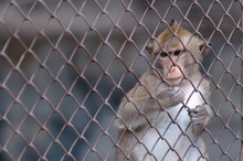 Small Monkey In The Cage Behind The Fence