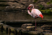 Flamingo Preening In Lake