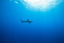 Oceanic White Tip Shark Swimming In Sea