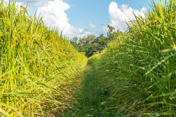 Wall Mural - Rice field nature food background green leaves at north Thailand / Hand tenderly touching a young rice in the paddy field / Glutinous rice varieties(Oryza sativa L.(RD 6)).