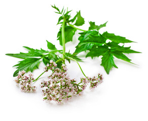 Valerian herb flower sprigs isolated on a white background.