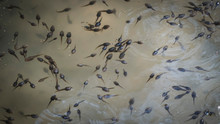 High Angle View Of Tadpoles Swimming In Pond