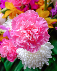 Bouquet of beautiful pink carnation flowers.