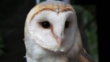 Close-Up Portrait Of Barn Owl
