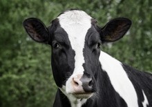 Close-Up Portrait Of Cow Against Plants