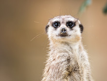 Portrait Of Meerkat