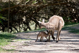 Fototapeta Zwierzęta - the western grey kangaroo and joey are in the park