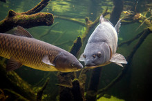 Freshwater Fish Carp (Cyprinus Carpio) In The Pond