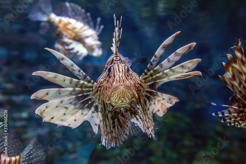 Cuadros en Lienzo Beautiful lion fish hovering in mid water hunting for small prey in blue water