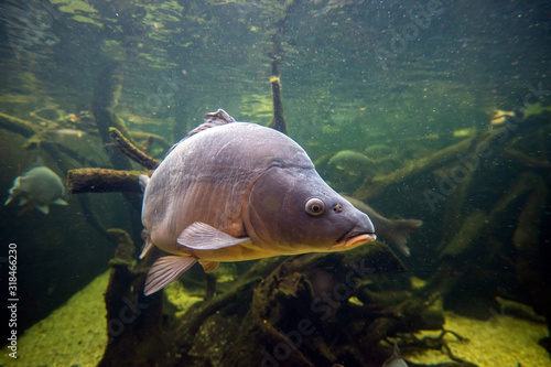 Fotografía Freshwater fish carp (Cyprinus carpio) in the pond