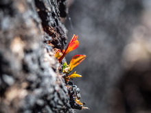 The Resilience Of Nature After Bushfires. 