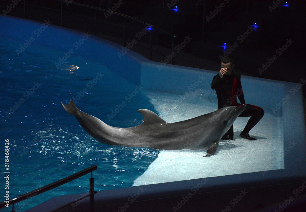Obraz na płótnie Dolphin training. The man and the dolphin. Photo Image w salonie