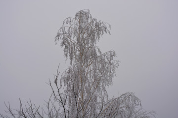 Beautiful velvet trees under a cover of white snow, bright hoarfrost and beautiful snowflakes in the winter in the city of Dnipro.