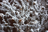Fototapeta Natura - Winter exposure of dried flowers, septemberins under white fluffy snow growing outside in winter.
