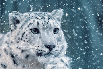 one of most beautiful big cat, snow leopard - Irbis, Uncia uncia