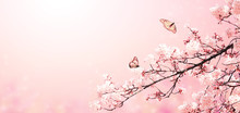 Beautiful Magic Spring Scene With Sakura Flowers