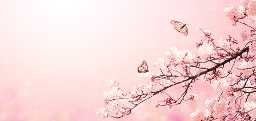 Fotomurales - Beautiful magic spring scene with sakura flowers
