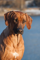 Wall Mural - Rhodesian ridgeback dog, outdoor portrait