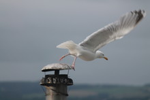 Seagull Taking Off From Smoke Stack Against Sky