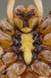 Fototapeta Na sufit - Wasp spider (Argiope) ventral view details and leg joints under microscope. 