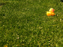 Rubber Duck On Grassy Field