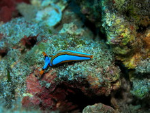 The Amazing And Mysterious Underwater World Of Indonesia, North Sulawesi, Manado, Sea Slug