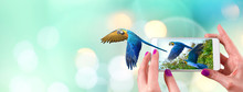 Female Hand Holding A Smartphone With Macaw Parrot Flying Coming Out From The Screen