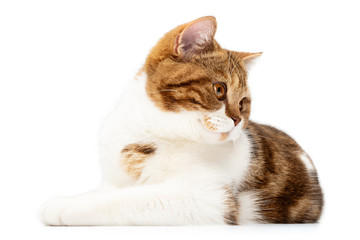 Wall Mural - British Cat lying isolated on white background. Shorthair Cat lying front view with white and orange color stripes, looks to right of camera