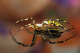 Fototapeta Na sufit - Wasp spider (Argiope) side view on mirror.