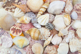 Fototapeta Łazienka - Colorful seashell background