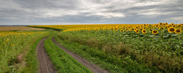 Fotobehang - The country road through the yellow sunflower's field. Summer landscape: beautiful field yellow sunflowers. Panoramic banner.