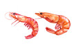Watercolor Shrimp on white background 