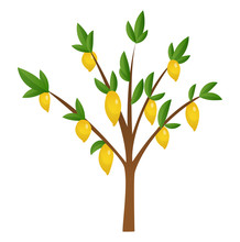 Lemon Tree With Yellow, Green Lemons, Flowers And Leaves. Element For Design. Vector Illustration. Isolated On White Background