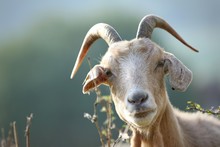 Close-Up Portrait Of Goat