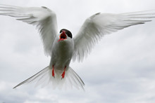 Close-Up Of Tern Flying Against Sky