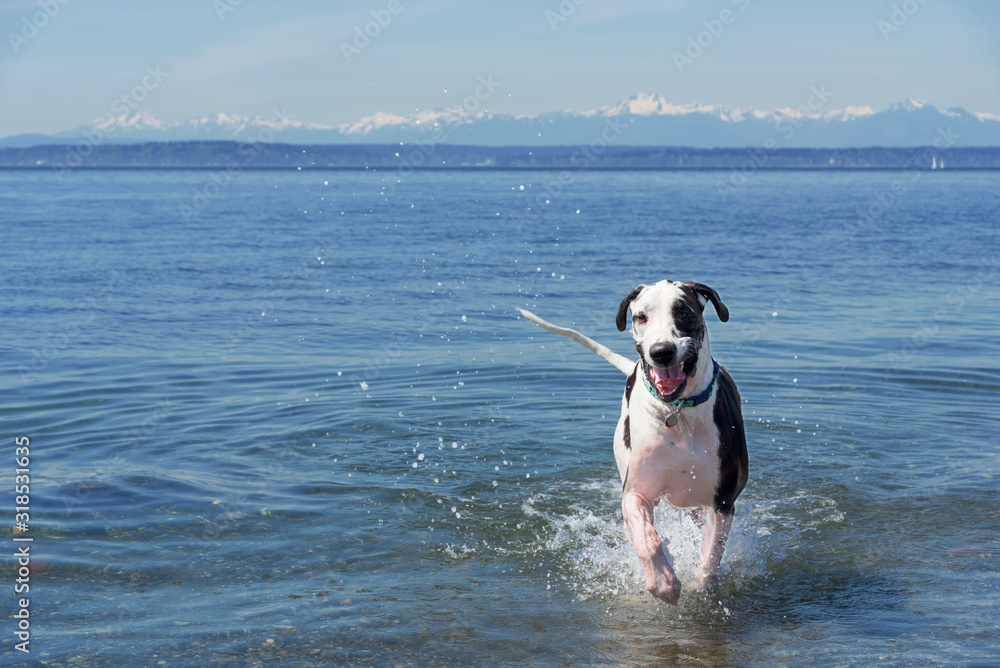 Great Dane Dog Running On Sea Against Sky - obrazy, fototapety, plakaty 