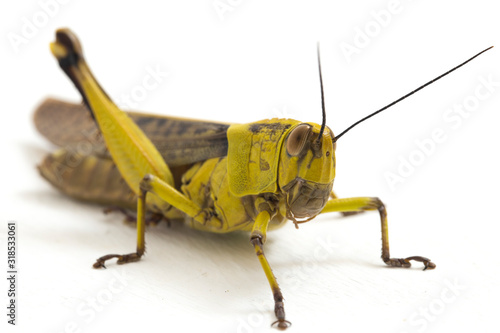 Cuadros en Lienzo Javanese Grasshopper (Valanga nigricornis ) isolated on white background