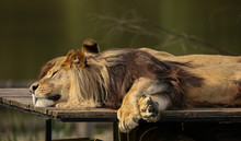 Close-Up Of Lion Sleeping At Zoo